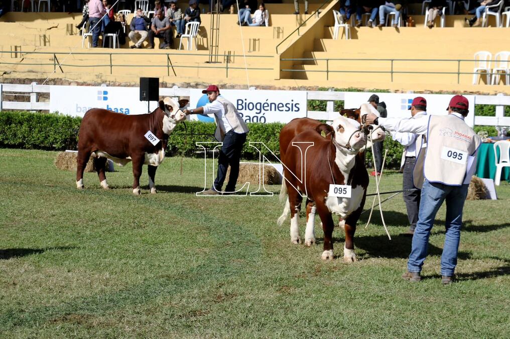 Las distintas razas despliegan a sus mejores ejemplares en pista, demostrando la calidad genética elevada lograda, buscando los primeros puestos de la competencia. Foto: Néstor Soto.