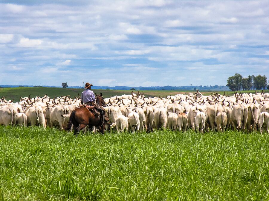 La deuda del sector ganadero con el sistema financiero ronda los US$ 1.600 millones, por lo cual las inversiones del sector ganadero se vienen apalancando desde hace varios años, explicó Pedro Galli, presidente de la Asociación Rural del Paraguay (ARP). Foto: Archivo.