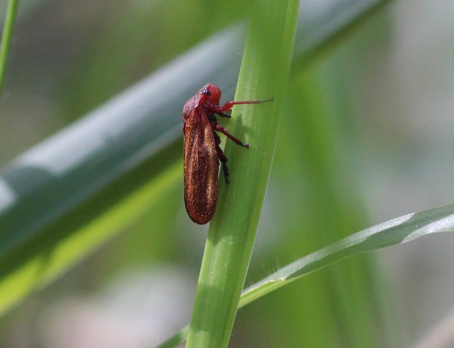 Se recolectaron 13 géneros y especies de pastos diferentes y se identificaron 20 especies de insectos.