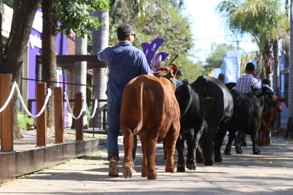 La feria contará con 890 animales que serán rematados. Foto: Jorge Jara. 