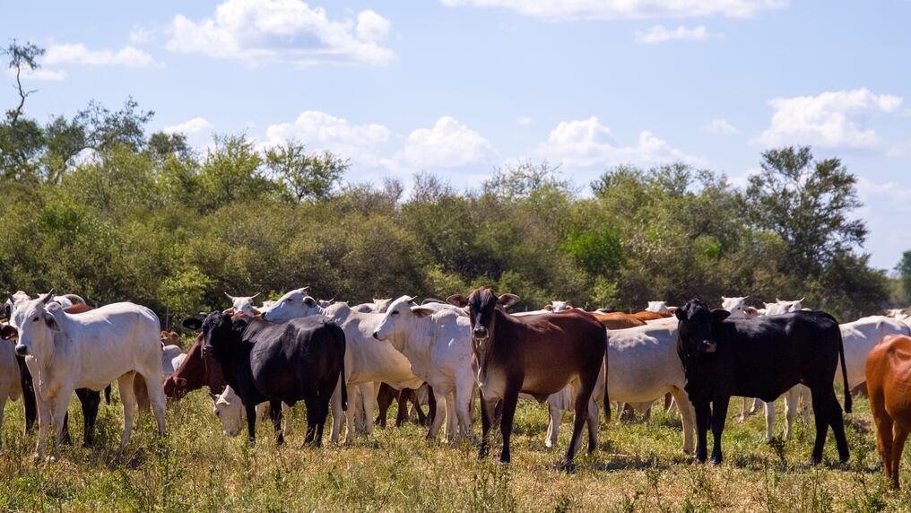 La certificación de carne sostenible abarca componentes tanto sociales, ambientales como económicos, y la Asociación Agropecuaria de Agua Dulce quiere liderarla. Foto; Gentileza.