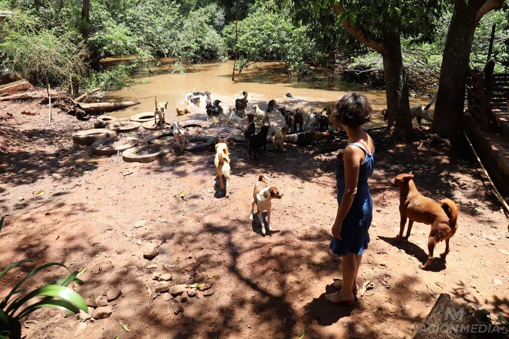 El santuario Jagua Renda es bendecido con un arroyo natural en el predio alquilado, donde los peluditos se dan cada tanto un chapuzón para aplacar el calor. Foto: Jorge Jara.
