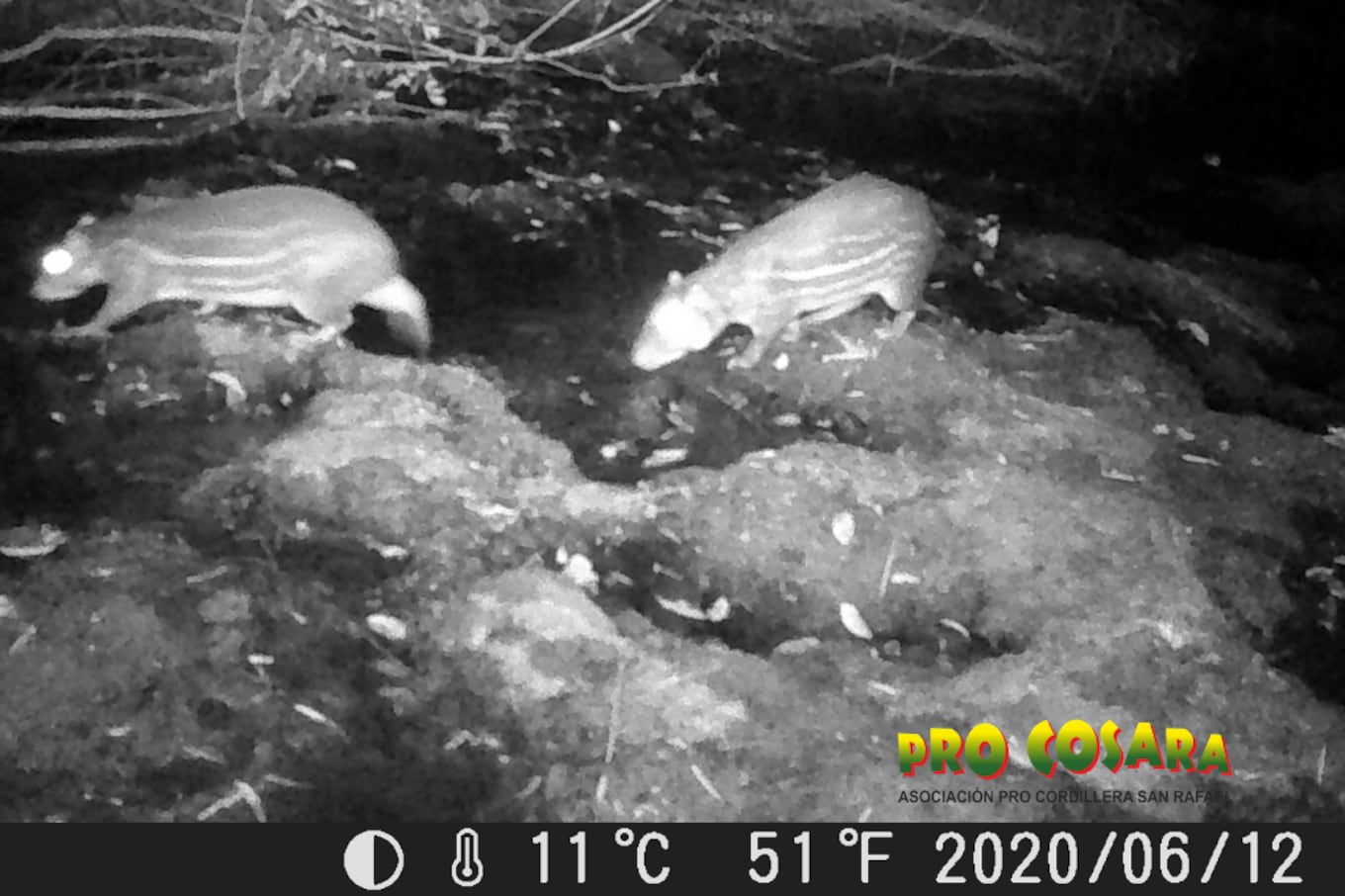 Una especie de Aguti (Cuniculus paca) captada por una de las cámaras de PRO COSARA en la zona sur de San Rafael. Foto: Gentileza PRO COSARA.