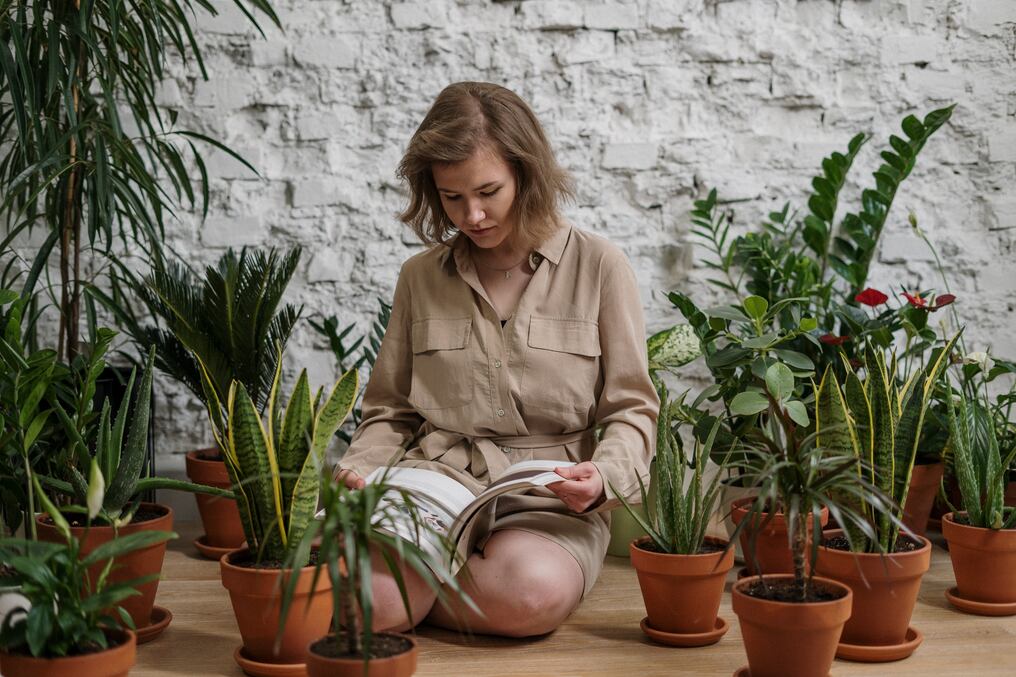 Guía del cuidado de plantas para principiantes