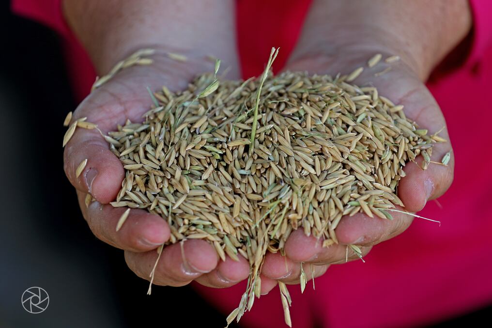 Solo en el año 2020, Paraguay exportó un volumen total de 843.080 toneladas de arroz, según datos del  Servicio Nacional de Calidad y Sanidad Vegetal y de Semillas. Foto: Archivo