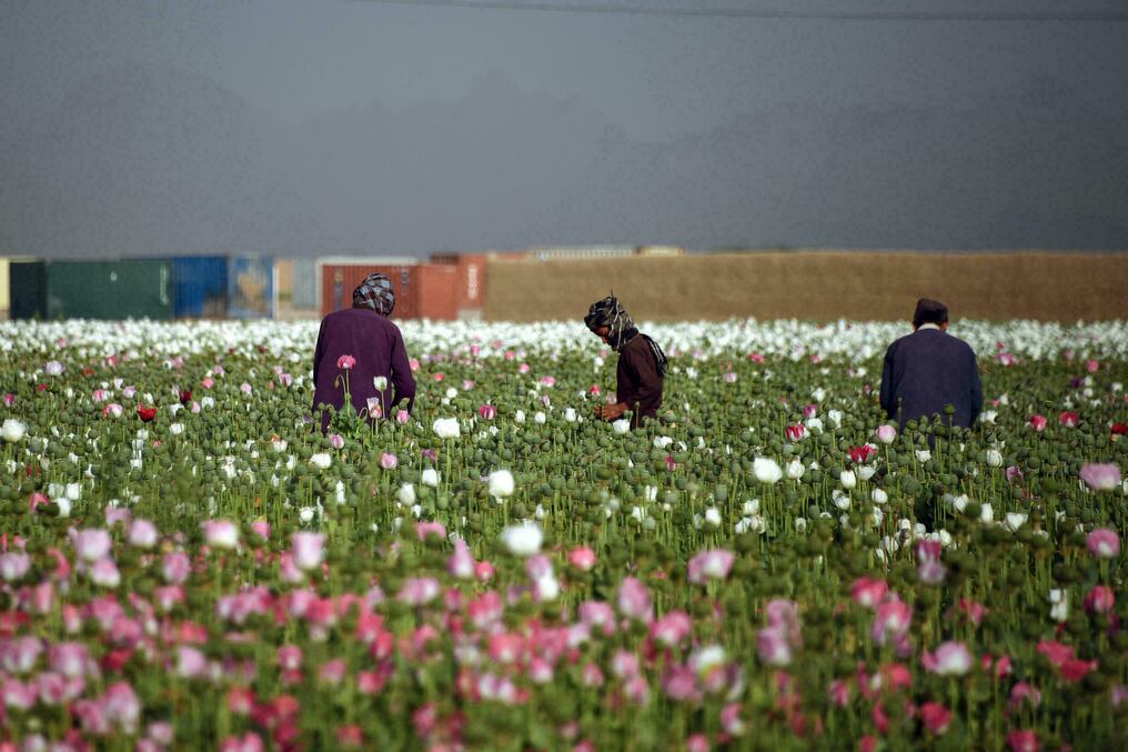 Los esfuerzos internacionales de los últimos 20 años para erradicar el cultivo de amapola han fracasado rotundamente. Foto: AFP.