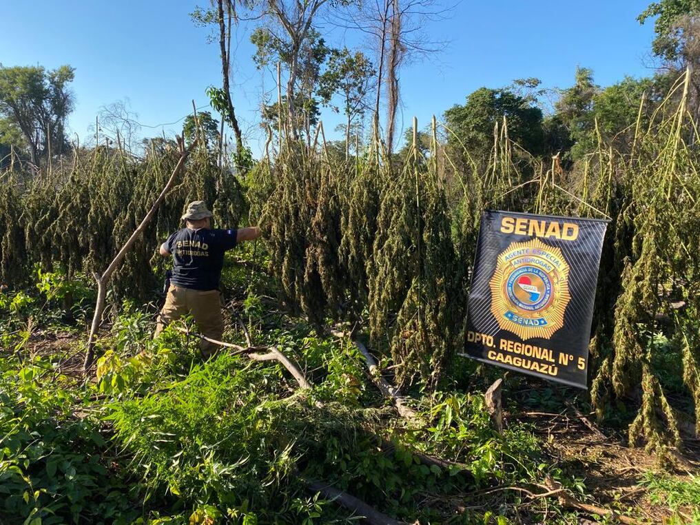 Durante el operativo antidrogas en Caaguazú se destruyeron varias plantaciones de marihuana. Foto: Gentileza/Senad.