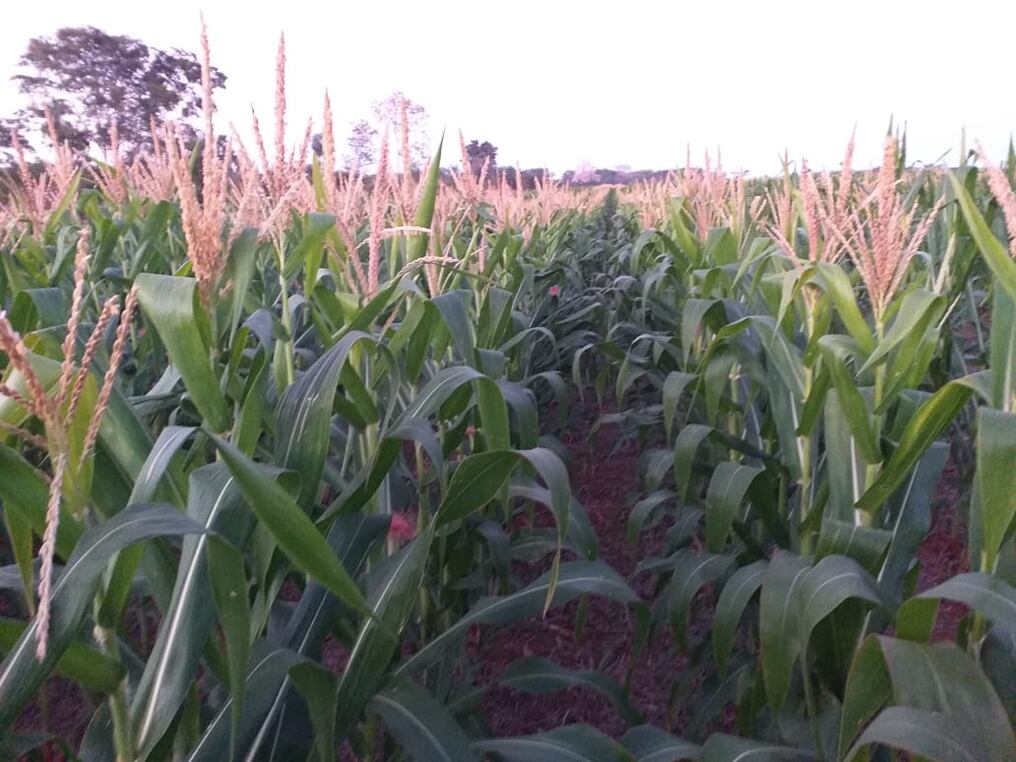 Son 4.000 hectáreas las que se van a sembrar e involucra a unas 3.500 familias de Itapúa, Alto Paraná, Caazapá, como nuevos departamentos, además siguen San Pedro, Caaguazú, Canindeyú y Concepción. Foto: Archivo.