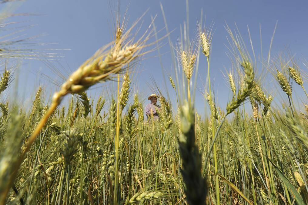 En cuanto a maíz zafriña, el informe del INBIO revela que el área destinada fue de 1.026.591 hectáreas, unas 107.950 hectáreas más que el año 2020, cuando el área de siembra del cultivo alcanzó 918.641 hectáreas. Foto: Archivo.