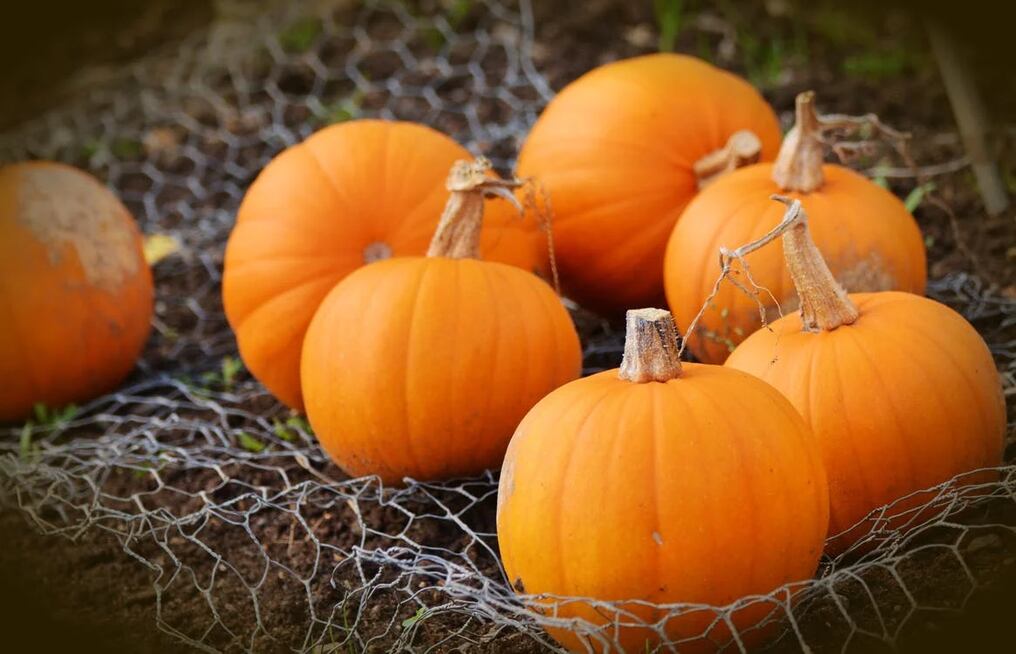 La calabaza, muy conocida su forma y color.