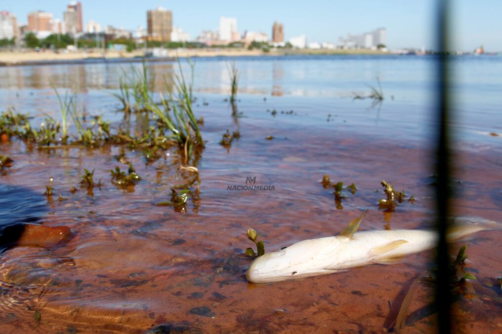 Desde el Instituto Nacional del Alimento y Nutrición (Inan) se recomienda evitar el consumo de peces hallados muertos para evitar enfermedades. Foto: Christian Meza.