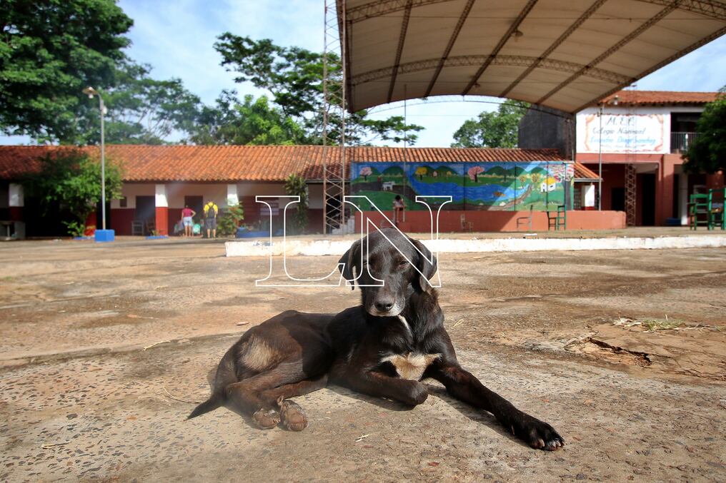 Indicaron que hasta el momento, en lo que va del año, en el país existen 24 casos de leishmaniasis distribuidos en diferentes áreas. Foto: Nadia Monges.