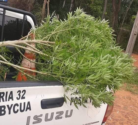 Un vecino llamó a la policía para alertar sobre la ubicación de esta planta, ya que era visitada constantemente por personas desconocidas. Foto: Gentileza.
