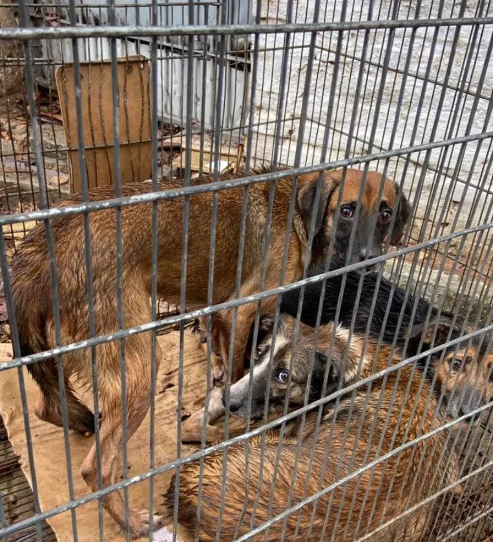 El hecho ocurrió en el barrio Virgen del Huerto y la propiedad se encontraba en completo estado de abandono, donde fueron encontrados y rescatados 13 perros. Foto: Gentileza.