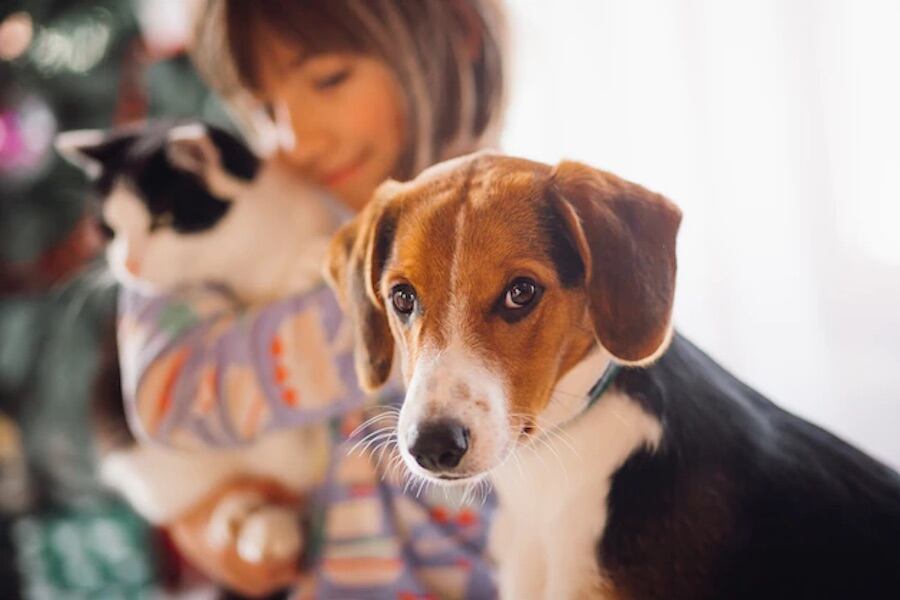 ¿Sabías que tu perro puede sentir celos?