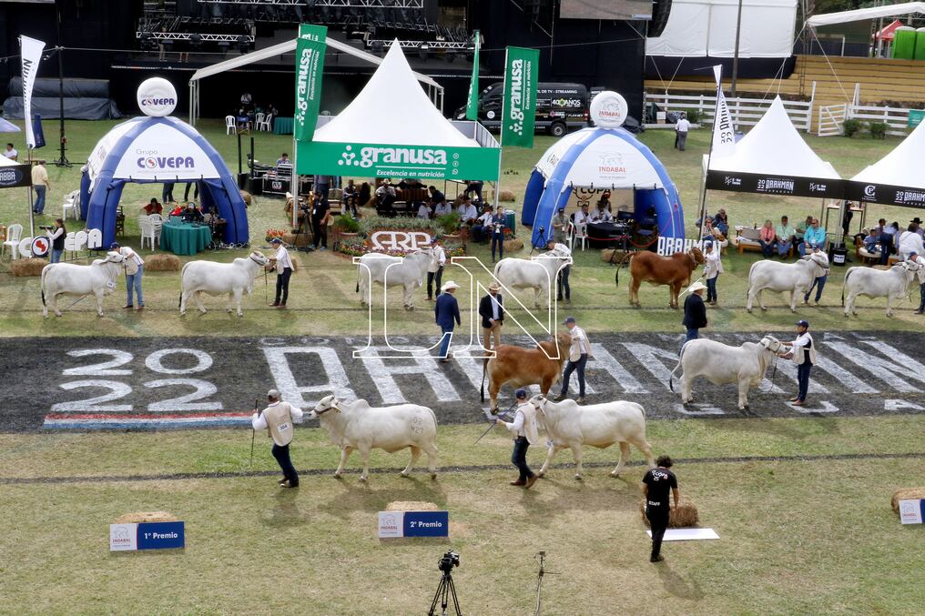 La feria de mayor volumen de ventas fue de la raza brahman con G. 2.084 millones, que además tuvo su Congreso Mundial Brahman en el marco de la Expo. Foto: Néstor Soto.