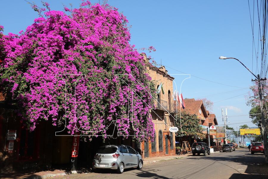 Las bungavillas o santarrita en sus más variados colores pintan la ciudad de San Bernardino y crean estampas como esta.
