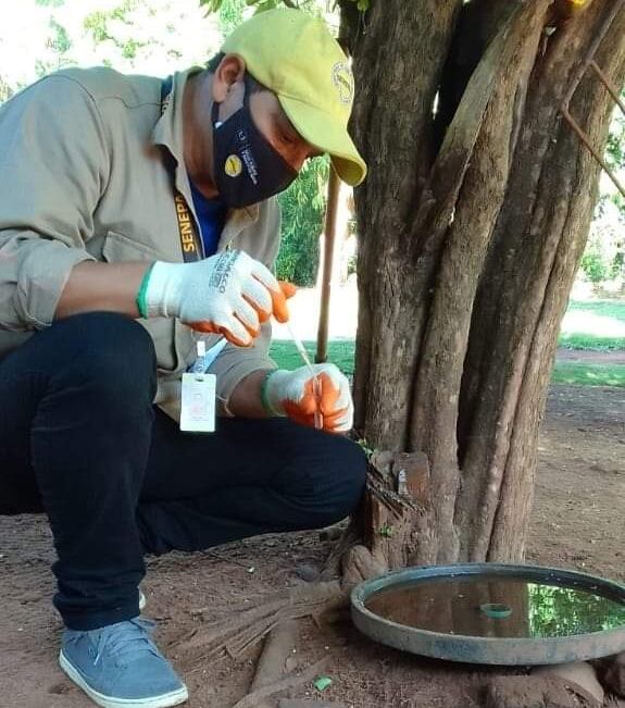 Se reporta un ligero repunte de notificaciones de dengue y duplicación de casos de chikungunya. Foto: Archivo/Senepa.