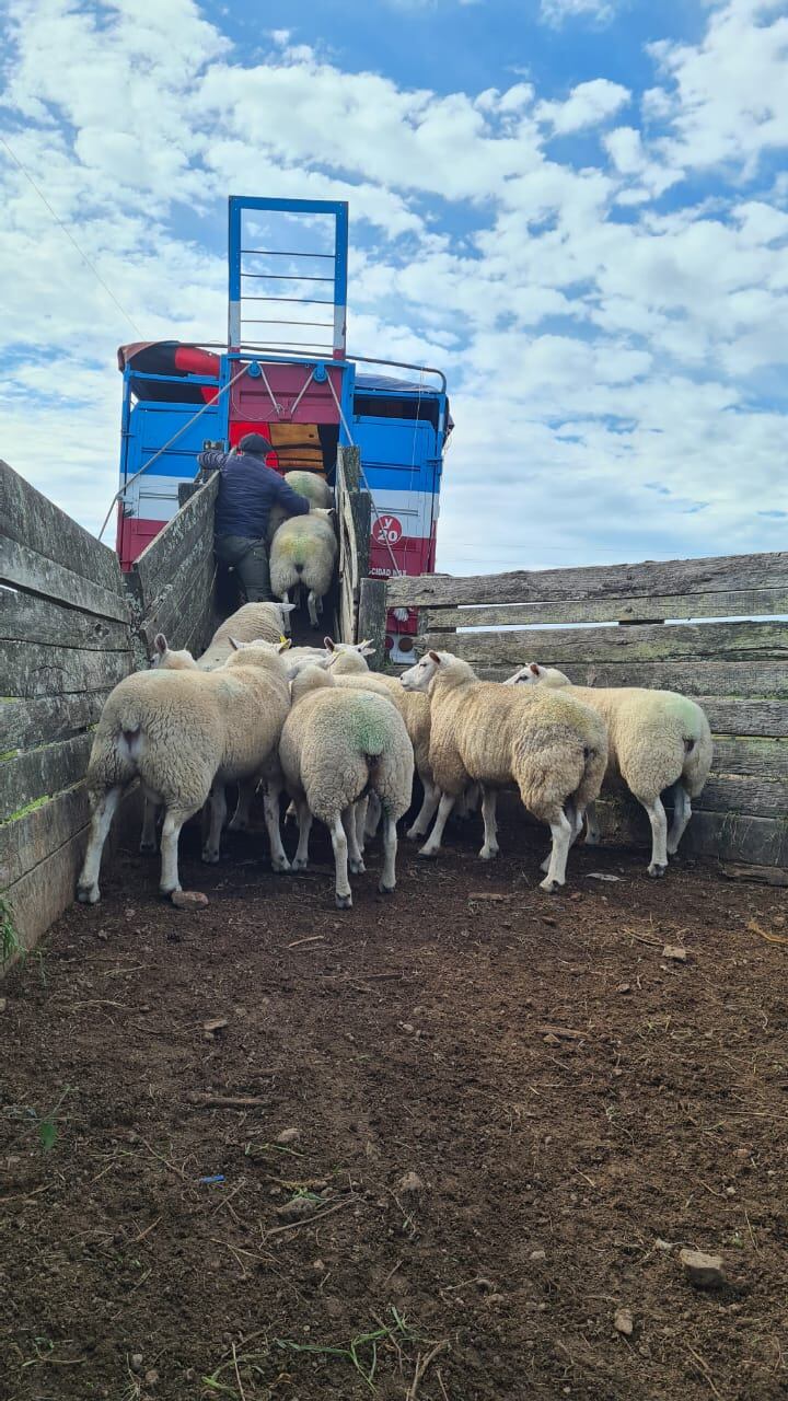 Los animales provienen de la cabaña uruguaya Don José, que se destacada por su trabajo en el rubro. Foto: Gentileza.