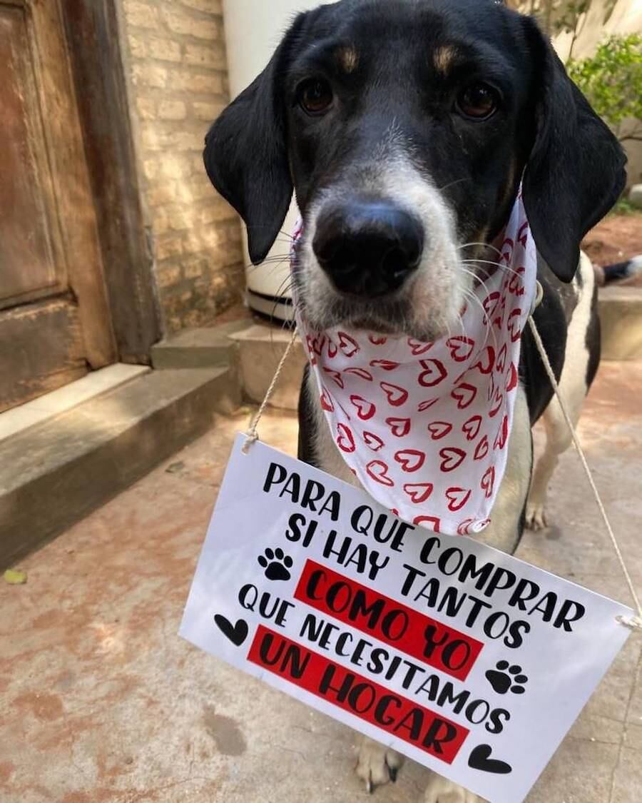 Adoptar un peludito es una de las cosas más gratificantes en la vida.FOTO:GENTILEZA