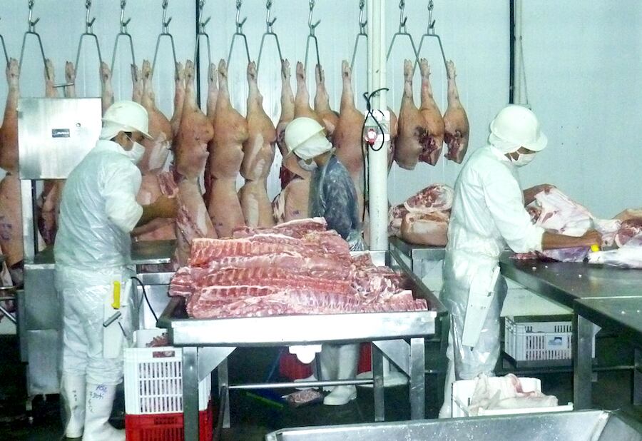 La industria porcina reportó caídas en las exportaciones del primer trimestre del año. Foto: Archivo.