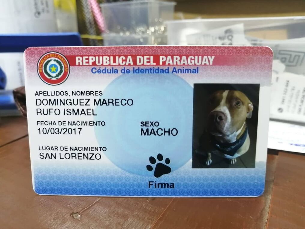 Tras el allanamiento realizado en el local que comercializaba "cédulas" para perros y gatos se prometió cambiar el diseño del objeto. Foto: Gentileza
