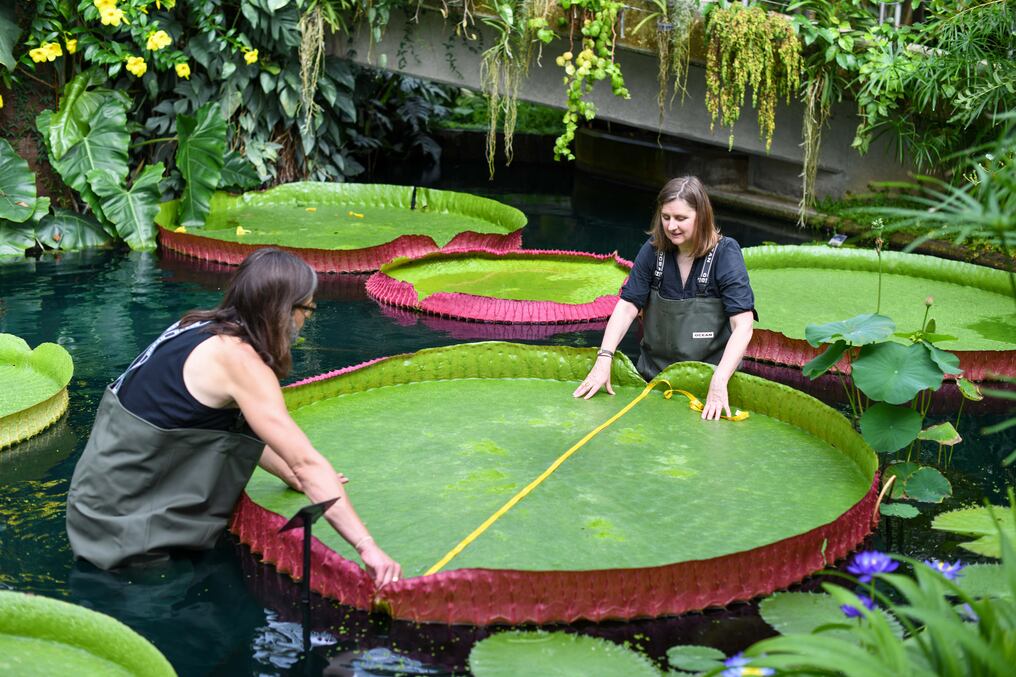 Un grupo de expertos de Kew Gardens, un conocido jardín botánico del oeste de Londres, descubrieron una nueva especie de nenúfar gigante, el primero en ser registrado desde mediados del siglo XIX. Foto: Gentileza.