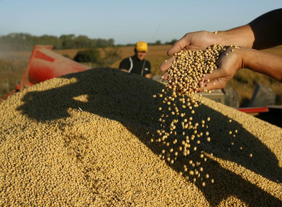 Este precio fijado en la Bolsa de Chicago (EEUU) es una referencia para que los productores de la oleaginosa en Paraguay puedan cerrar los contratos de venta a futuro con los agroexportadores, silos u otro intermediario. Foto: Gentileza.
