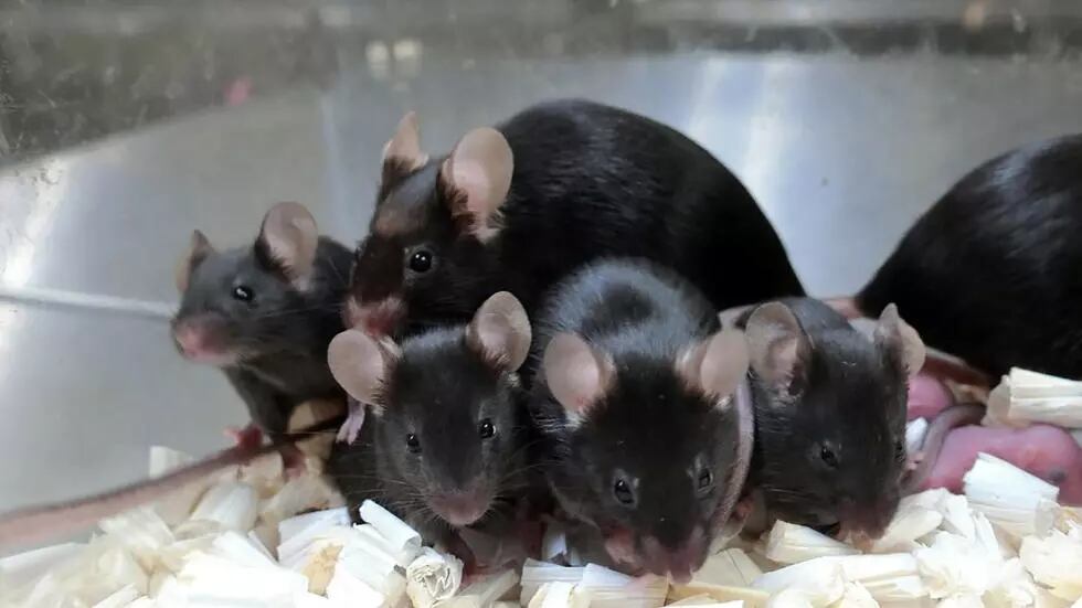 El esperma estuvo deshidratado y congelado en el espacio durante seis años y, de vuelta a la Tierra, se engendraron 168 crías libres de defectos genéticos. Foto: Gentileza.
