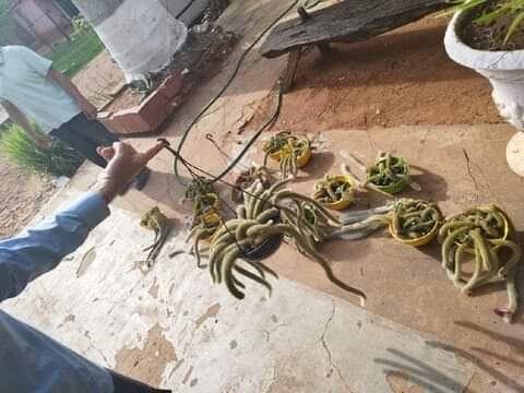 El hombre identificado como Júnior Ferreira Coronel estaba listo como para llevarse 13 planteras que contenían estas plantas que tienen un costo bastante elevado en el mercado. Foto: Gentileza.