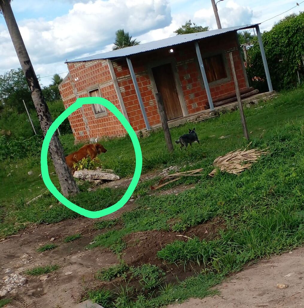 La Fiscalía de Alto Paraguay investigará a la camarista de dicha zona Mirian Giménez por omisión de auxilio, debido a que la misma no quiso asistir a la víctima de la mordedura del perro de la magistrada. Foto: Gentileza.