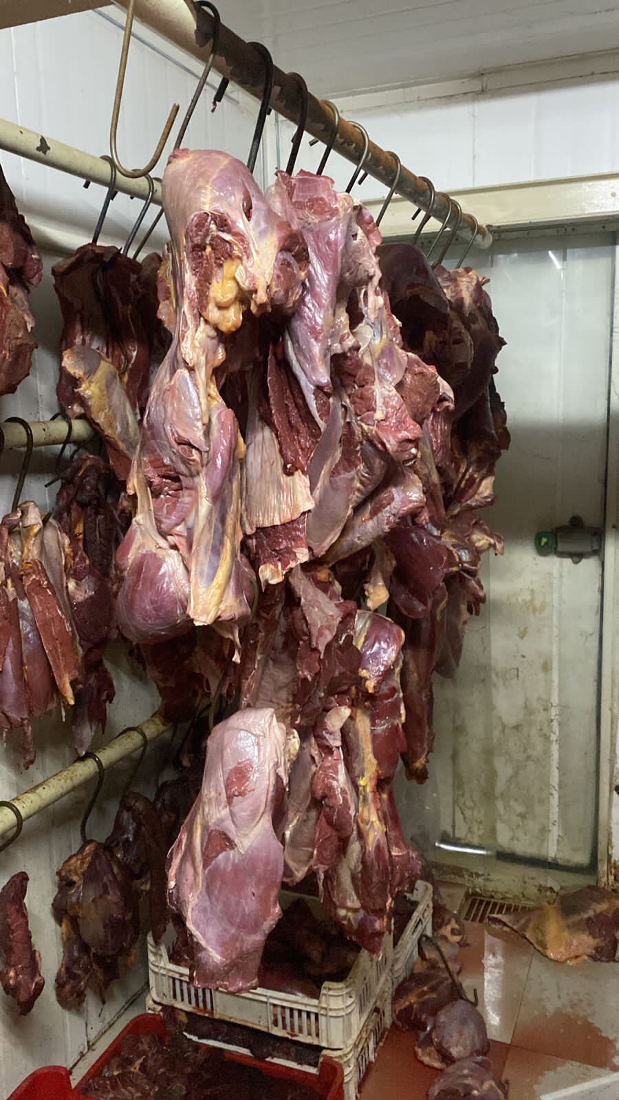 El mercado local está habilitado para faenar caballos, lo ilegal es "venderlos como carne vacuna", aclaran tras incautación de al menos 1.200 kg de una carnicería, en Luque. Foto: Gentileza.
