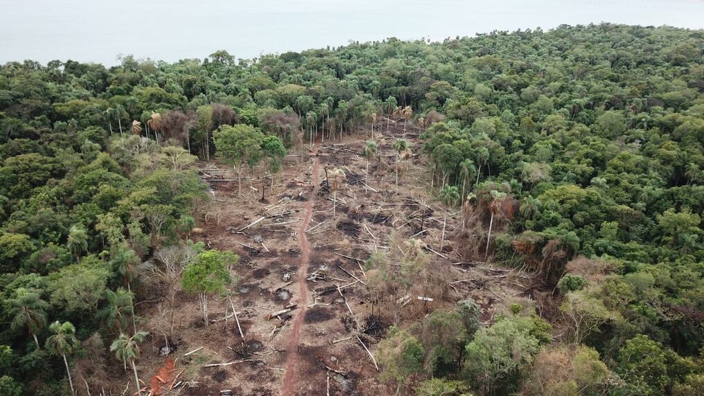 La Cámara Baja pidió informes sobre el cambio de uso de suelo por deforestación y falta de protección de cauces hídricos por parte de la firma ganadera. Foto: Archivo (Ilustrativa).