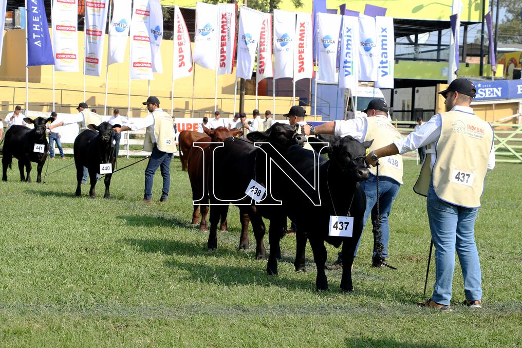 El juzgamiento de animales continúa en proceso y a medida que surgen los campeones, aumenta en nivel de facturaciones en los remates realizados. Foto: Pánfilo Leguizamón.