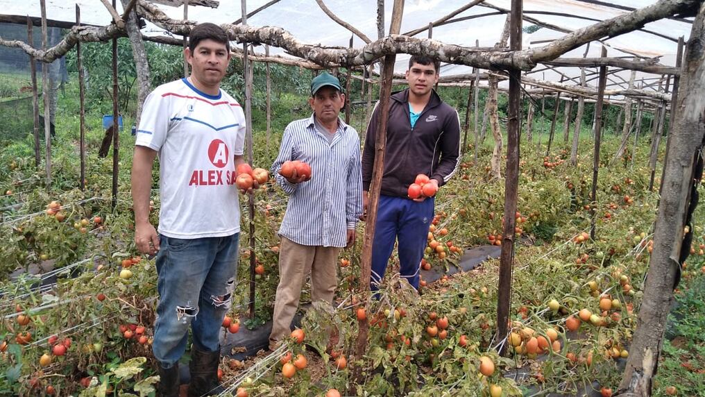 Las altas temperaturas y la sequía prolongada complican a que la producción nacional de tomates pueda abastecer la demanda interna. Foto: Omar Jara.