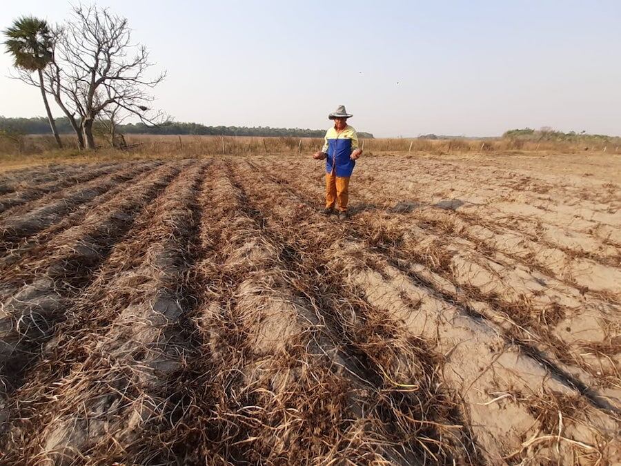 Durante el año anterior, la sequía generó una crisis económica en el país impulsando la morosidad del sector agropecuario. Foto: Gentileza. 