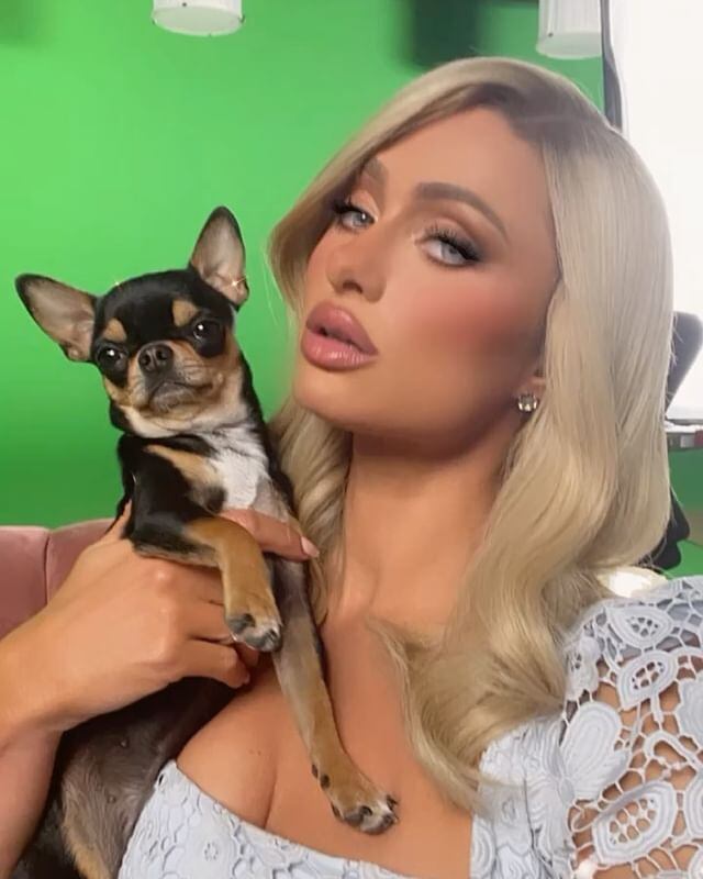 Desde hace varios días, una de las mascotas de la empresaria, llamada Diamond Baby se encuentra desaparecida por lo que la socialité decidió contratar un detective de mascotas, un susurrador de perros, un psíquico de mascotas y drones para dar con su paradero; además de ofrecer una importante suma de dinero a quien la encuentre. Foto: Gentileza.