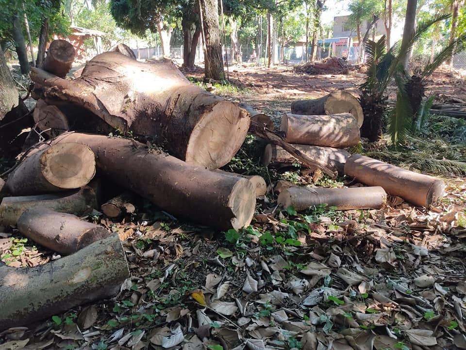 En el lugar se observó el derribo de árboles nativos como ser lapacho, trébol y guatambu por parte de la Unidad Especializada de Delitos Ambientales de la Fiscalía. Foto: Gentileza.