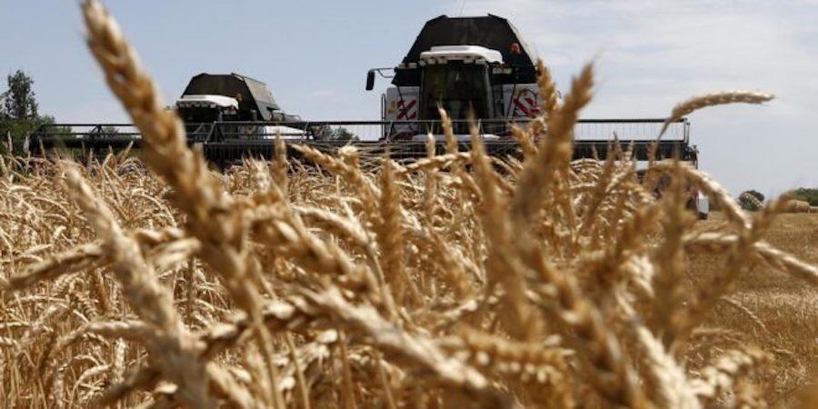 Los envíos de trigo correspondientes a la zafra 2021 fueron los más bajos de los últimos cinco años con 54.228 toneladas menos que la campaña anterior, informaron desde la Cámara Paraguaya de Exportadores y Comercializadores de Cereales y Oleaginosas (Capeco). Foto: Archivo.
