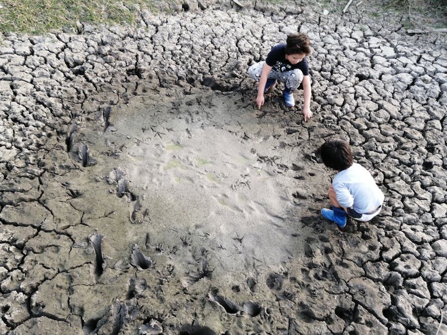 Arte y ciencia, para preservar la fauna del Chaco