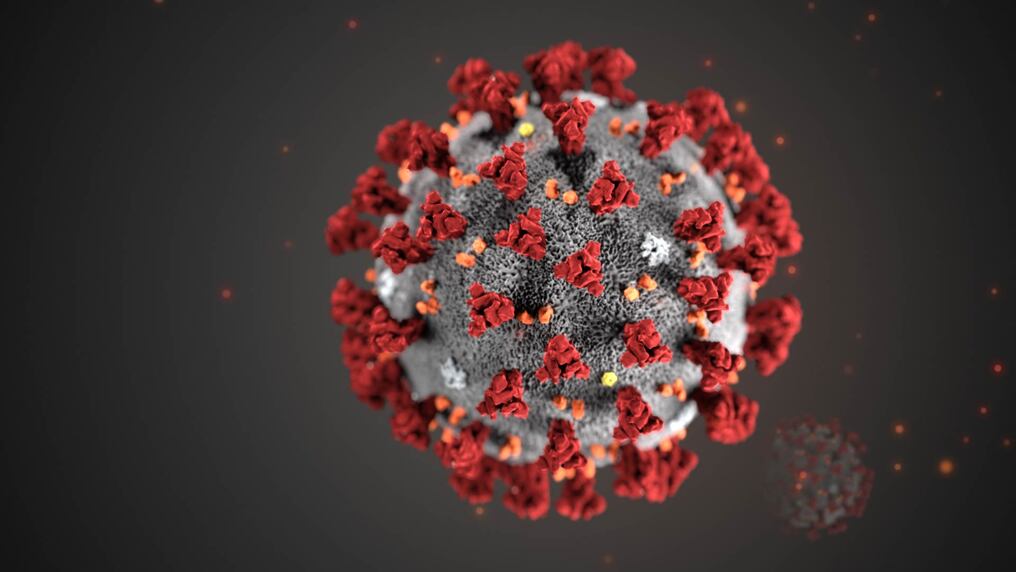 El virus SARS-CoV-2 que ocasiona el COVID-19 podría convertirse en endémico, según la OMS. Foto: ilustrativa.