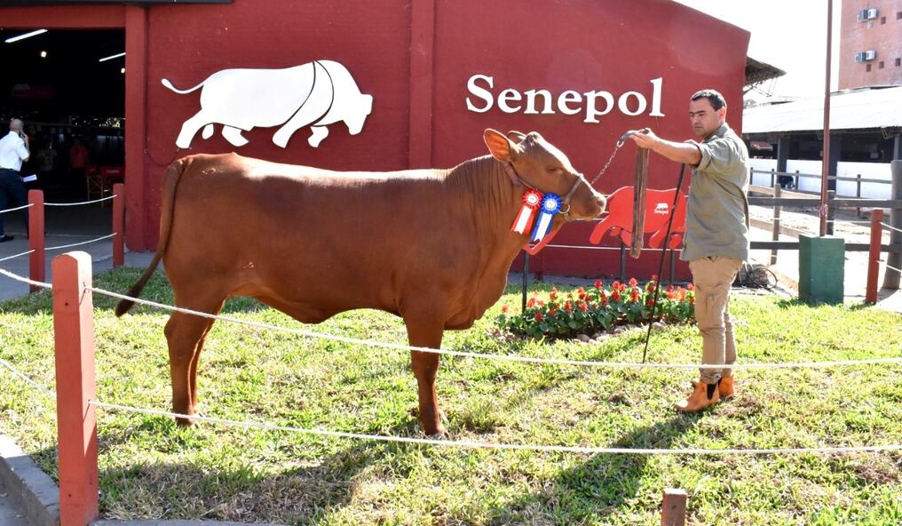 La Asociación de Criadores de Senepol informó que una vaquilla fue vendida para exportación a Bolivia a través de la feria online realizada durante la Expo 2022. Foto: Gentileza.