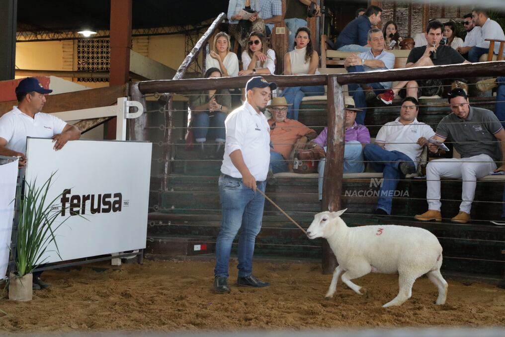 Los buenos precios pagados por los ovinos de la raza Texel motivaron a los cabañeros. Foto: Néstor Soto