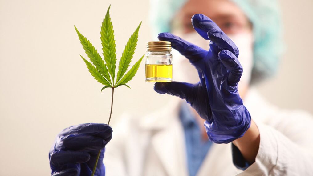 La Dinavisa emitió una alerta con nombre de las empresas que no estarían operando de manera legal para la comercialización de productos a base de cannabis. Foto: Ilustrativa.