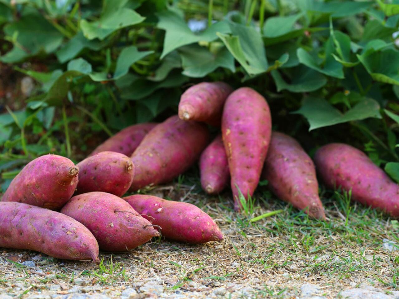 Batatas