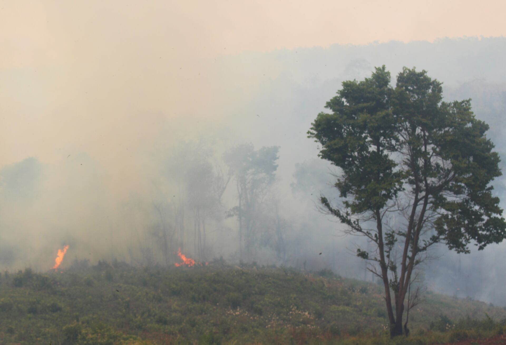 La Reserva San Rafael, una de las áreas protegidas más importantes de la Región Oriental de Paraguay, perdió casi el 50% de su bosque con los incendios forestales de noviembre pasado. El narcotráfico ha aprovechado la situación y está extendiendo sus dominios dentro de la reserva para operar con sus plantaciones ilegales. Foto: Archivo