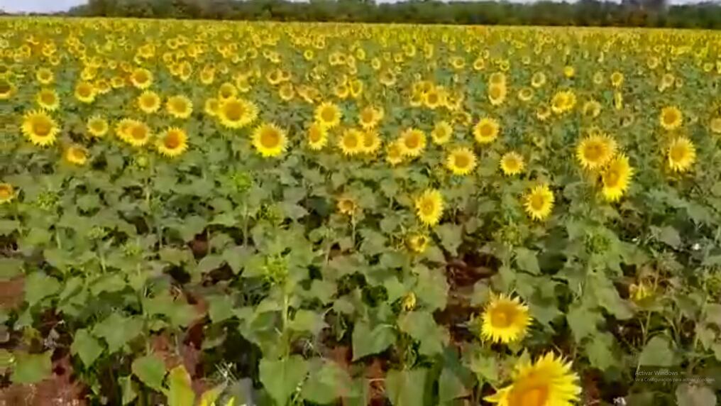 El monocultivo de soja no existe, explicó en un video un productor mostrando un campo de girasol donde antes había soja. Foto: captura de video.