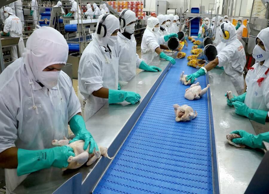 El consumo diario es de 250 mil pollos en Paraguay, por eso la importancia de tomar las medidas de seguridad. Foto: Archivo