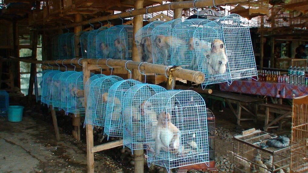 Los animales, en particular los animales salvajes, son la fuente de más del 70% de todas las nuevas enfermedades infecciosas en los humanos. Foto: AFP.