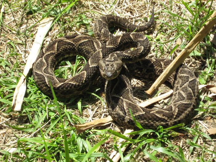 Según el doctor Pier Cacciali, biólogo herpetólogo, la mordedura de cualquier serpiente venenosa altera el cuerpo de una persona. Foto: Gentileza.